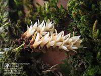 Campylocentrum pachyrrhizum